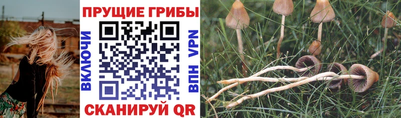 ОМГ ОМГ   дарк нет клад  Галлюциногенные грибы GOLDEN TEACHER  Собинка 